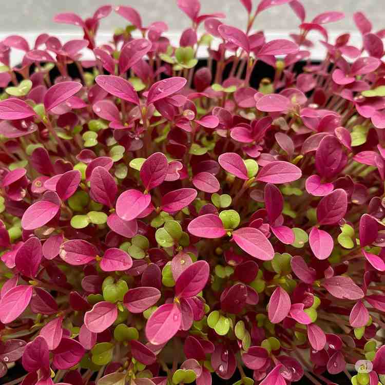 Red Amaranthus microgreens product category